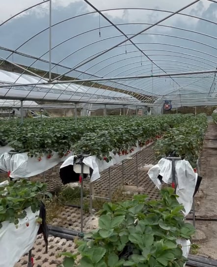 starwberry farm